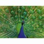 Ravensburger - Puzzle animale colorate paun 500 piese Ravensburger - 3